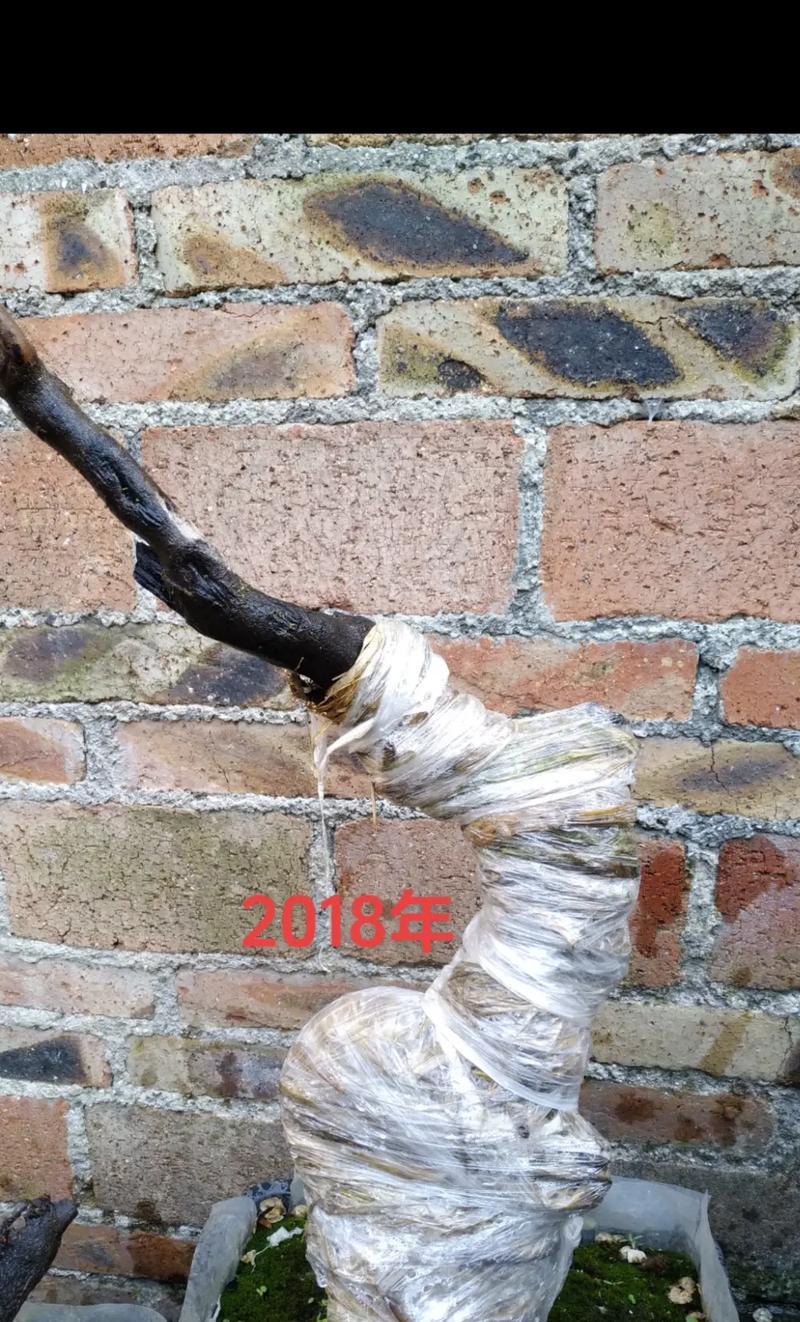 盆景没芽枝干怎么催芽