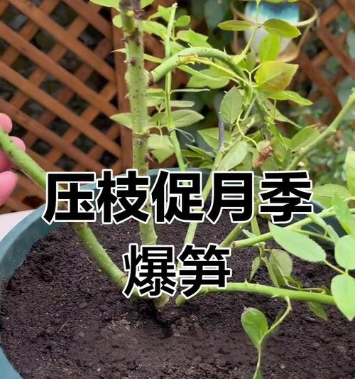 盆景没芽枝干怎么催芽