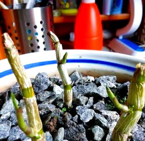 盆景没芽枝干怎么催芽