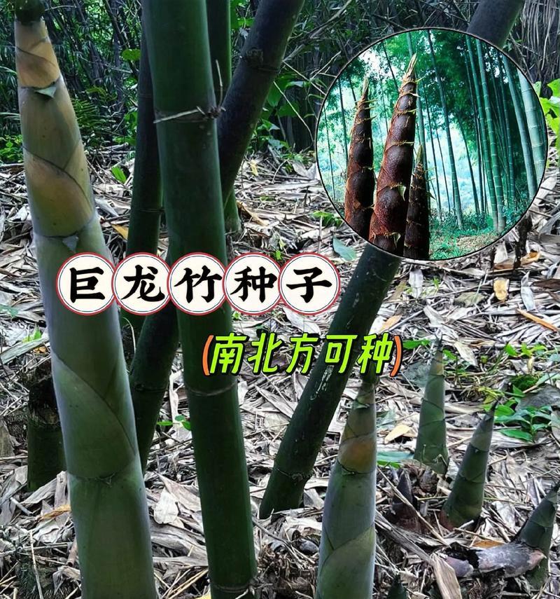 干竹子苗怎么种植方法