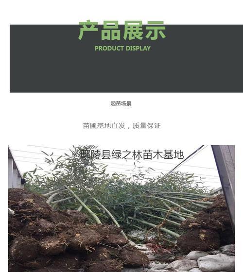 干竹子苗怎么种植方法