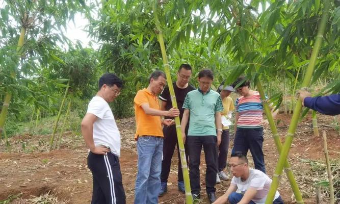 干竹子苗怎么种植方法