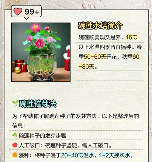 碗莲催芽后种植全攻略：从准备到管理的详细步骤