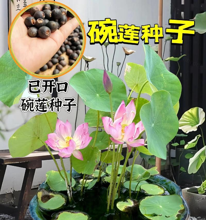 碗莲催芽后种植全攻略：从准备到管理的详细步骤