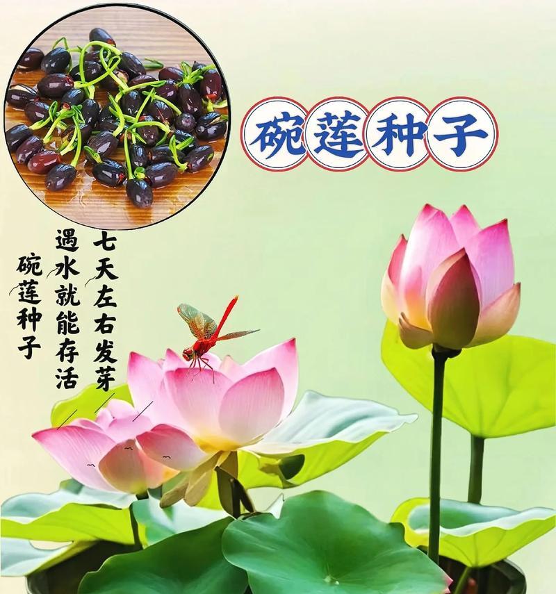 碗莲催芽后种植全攻略：从准备到管理的详细步骤