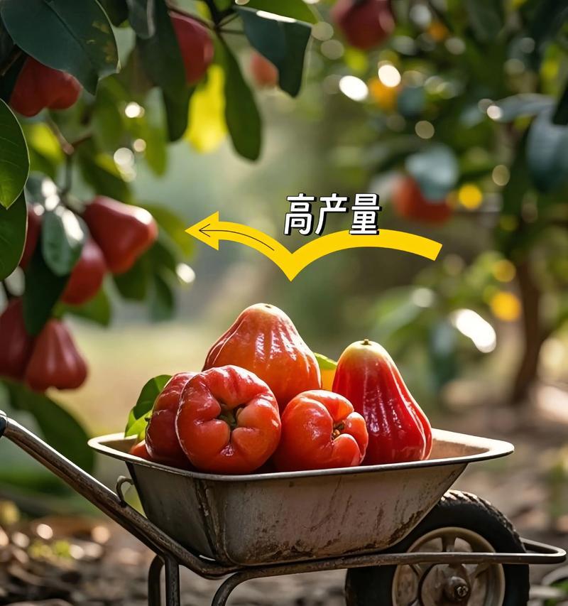 莲雾种植修剪枝条的技巧与步骤