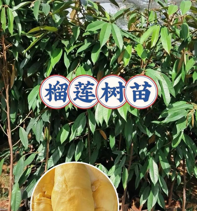 榴莲树叉怎么种植：步骤详解与实用技巧