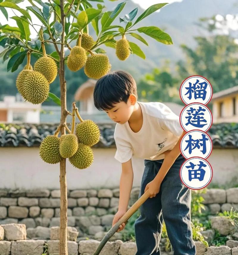 榴莲树叉怎么种植：步骤详解与实用技巧