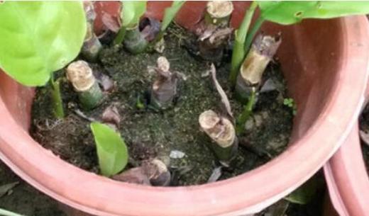 芭乐修剪枝芽的正确方法与技巧