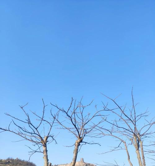 芭乐修剪枝芽的正确方法与技巧