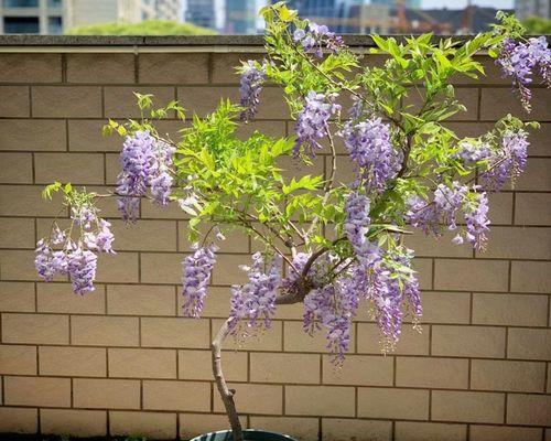 紫藤花的种植方法：从播种到绽放的全程指南