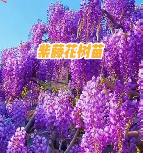 紫藤花的种植方法：从播种到绽放的全程指南