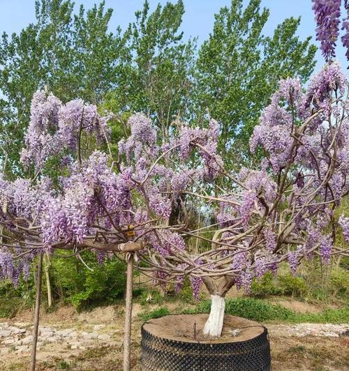 紫藤花的种植方法：从播种到绽放的全程指南