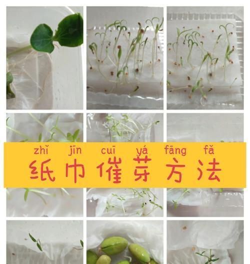 西瓜子怎么放身上催芽