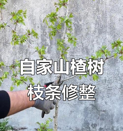 开春怎么修剪枝条