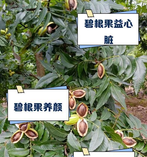 碧根果树苗怎么催芽的