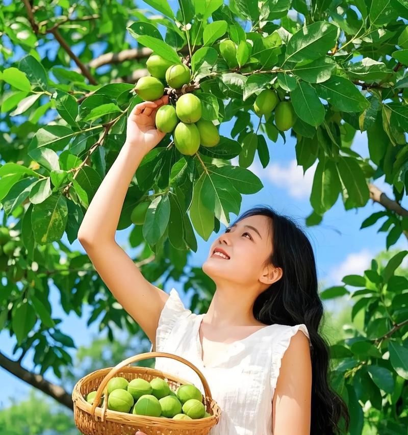 碧根果树苗怎么催芽的