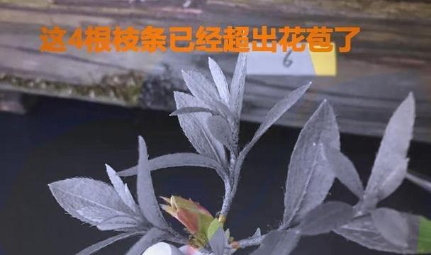 杜鹃修剪枝干怎么修剪——全面指导与技巧分享