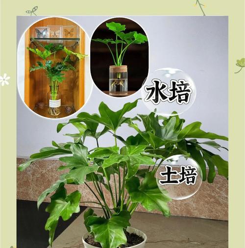 春羽老桩催芽养护指南：让你的植物焕发新生