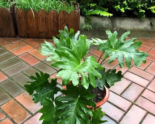 春羽老桩催芽养护指南：让你的植物焕发新生