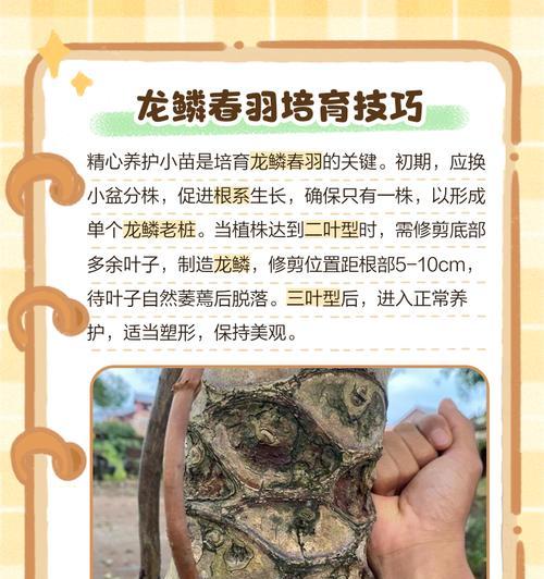春羽老桩催芽养护指南：让你的植物焕发新生