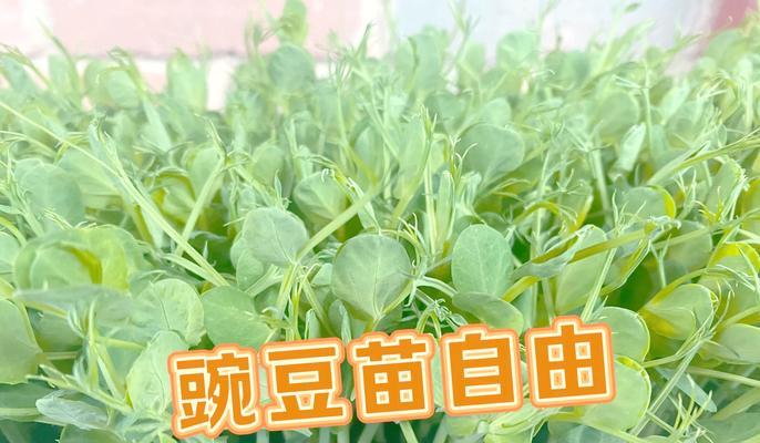 黄豌豆芽怎么种植方法