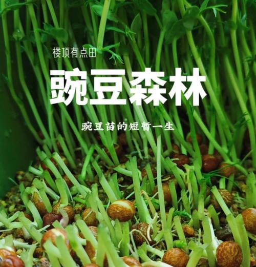 黄豌豆芽怎么种植方法