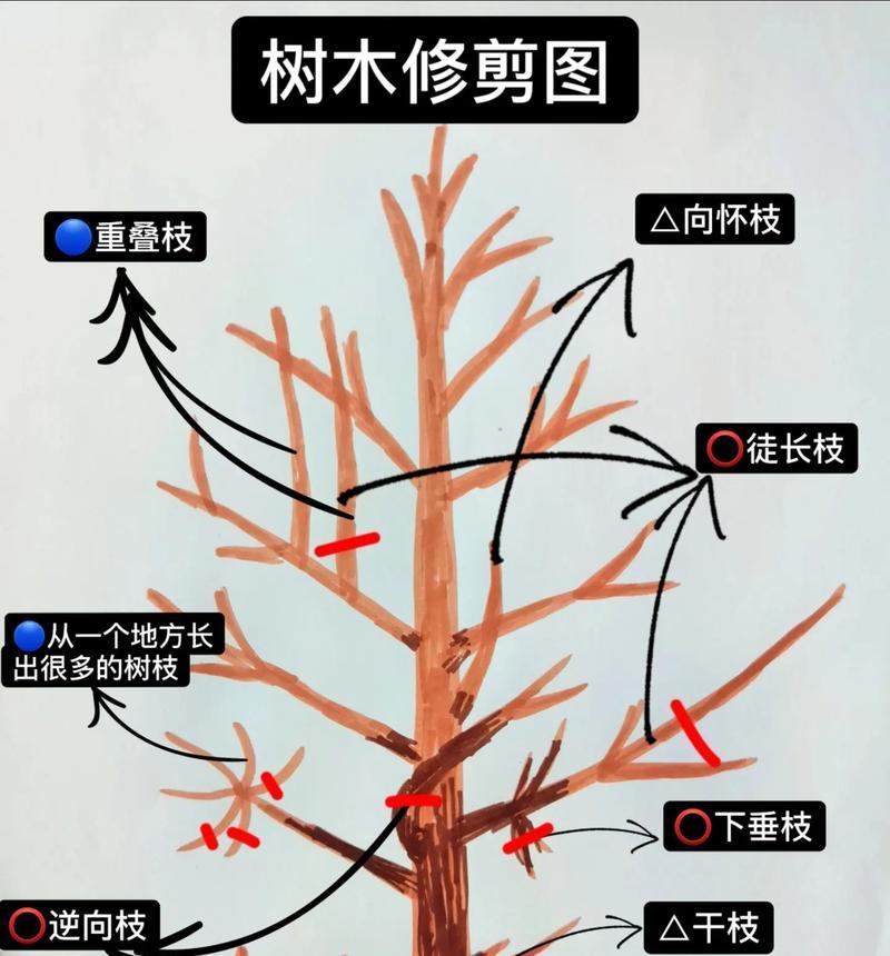 修剪枝条发根怎么修剪