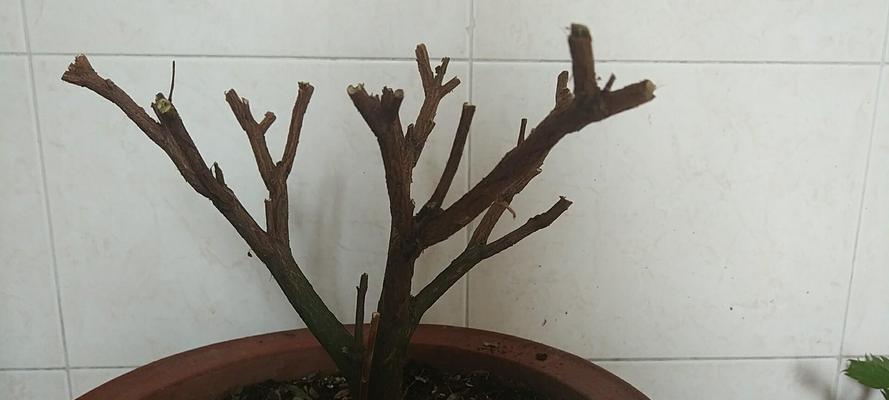 龙竹修剪枝条指南：让您的园艺更上一层楼