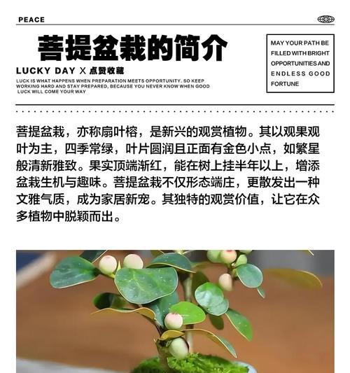 菩提盆栽怎么修剪枝条