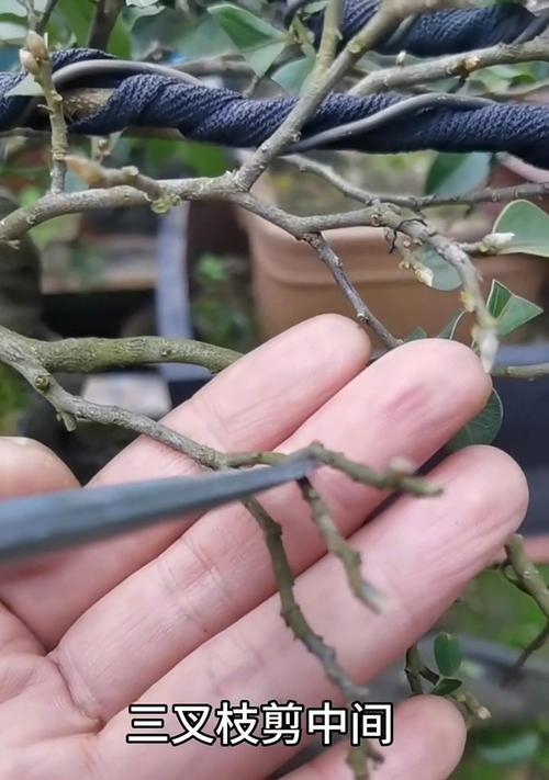 菩提盆栽怎么修剪枝条
