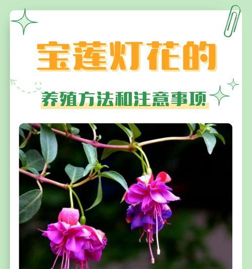 催芽素自己怎么制作的