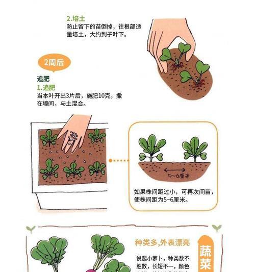 大箩卜种植全攻略：从播种到收获