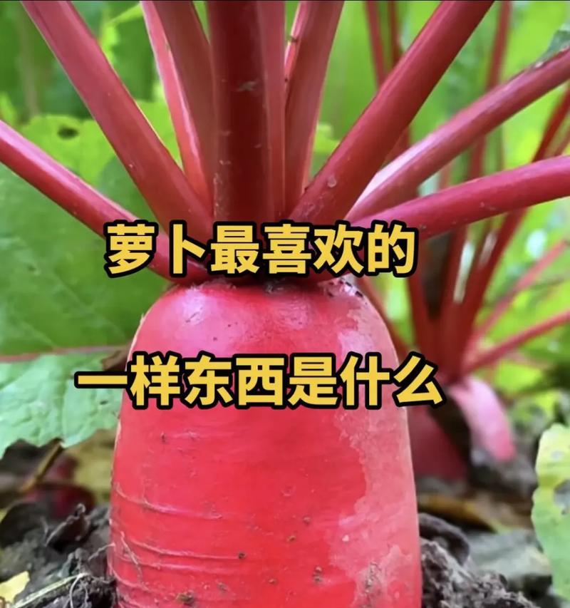 大箩卜种植全攻略：从播种到收获