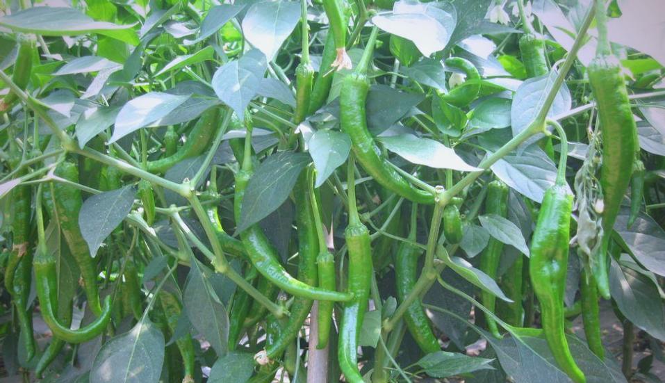 甜红椒的种植秘籍：从土壤准备到收获全过程