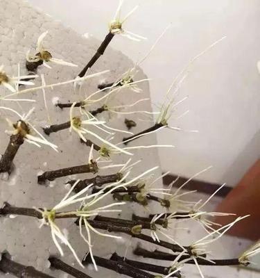 毛虫怎么修剪枝条