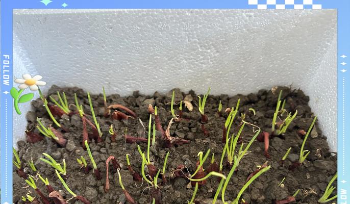 大白葱怎么催芽最快：全面指南与技巧分享