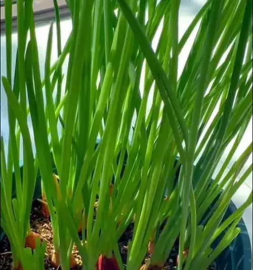 大白葱怎么催芽最快：全面指南与技巧分享