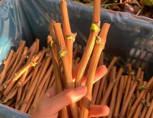 小白修剪枝条怎么修剪：全面指南
