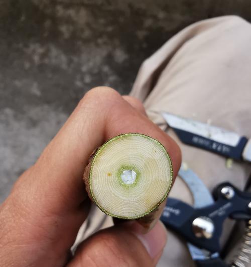 小白修剪枝条怎么修剪：全面指南