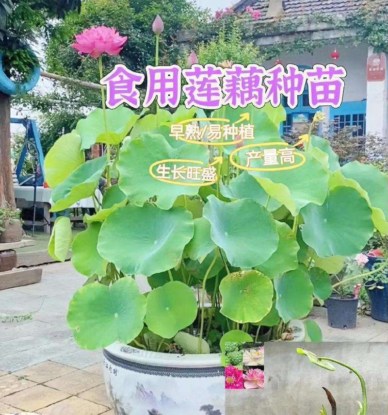 莲藕翻盆怎么种植方法