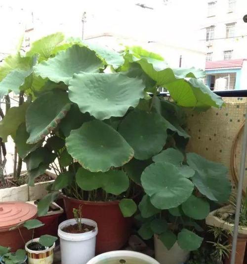 莲藕翻盆怎么种植方法