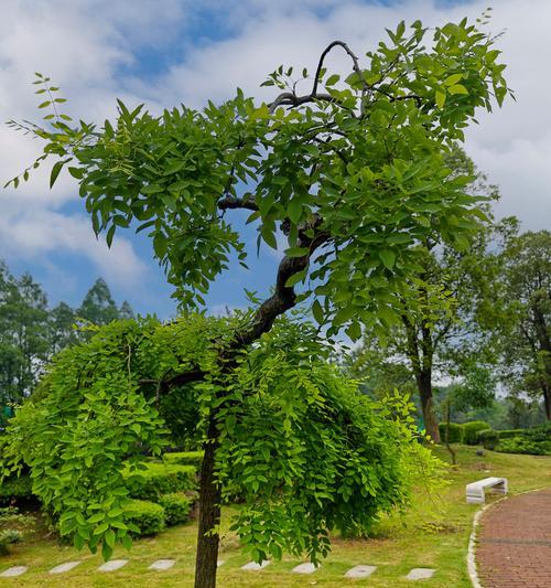 树修剪枝怎么栽-完整指南