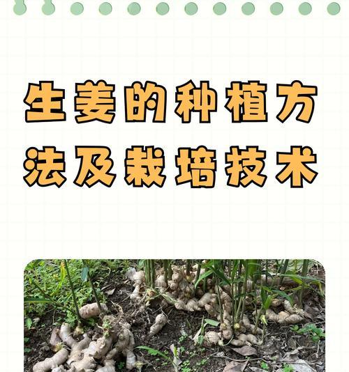 生姜怎么催芽水培