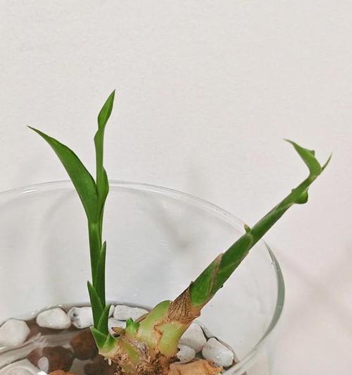 生姜怎么催芽水培