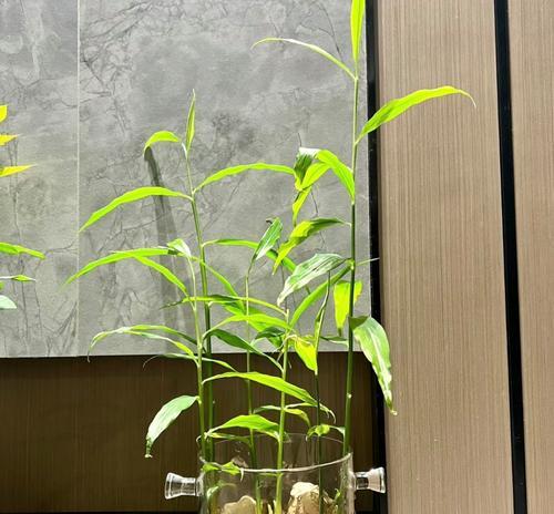生姜怎么催芽水培