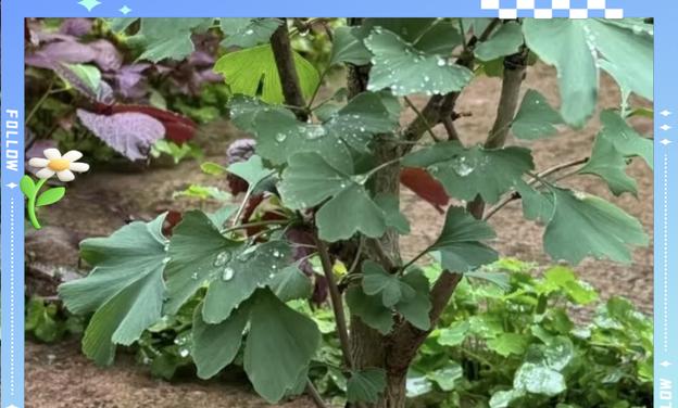 银杏树的种植方法：打造绿意盎然的庭院风景