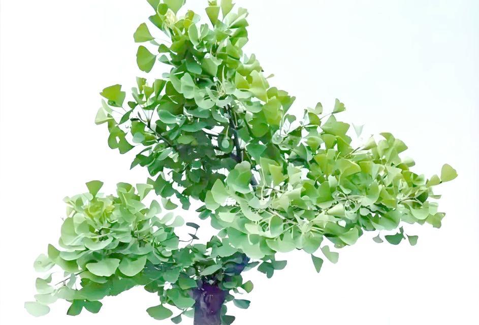 银杏树的种植方法：打造绿意盎然的庭院风景