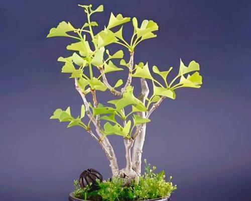 银杏树的种植方法：打造绿意盎然的庭院风景