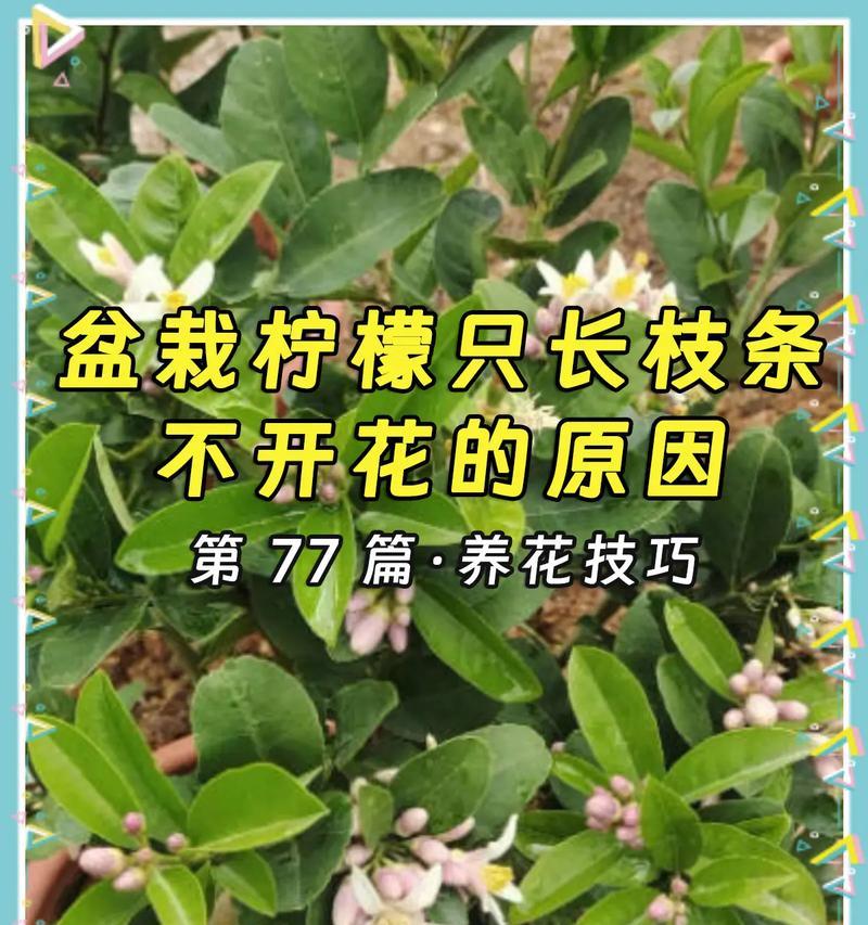 种树修剪枝丫的全面指南：如何正确修剪？